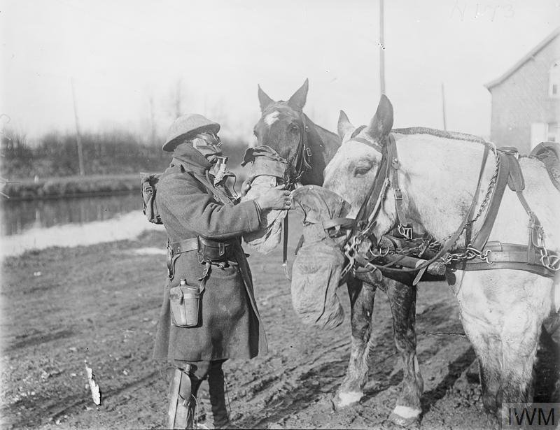 Horses wearing gas masks during WWI