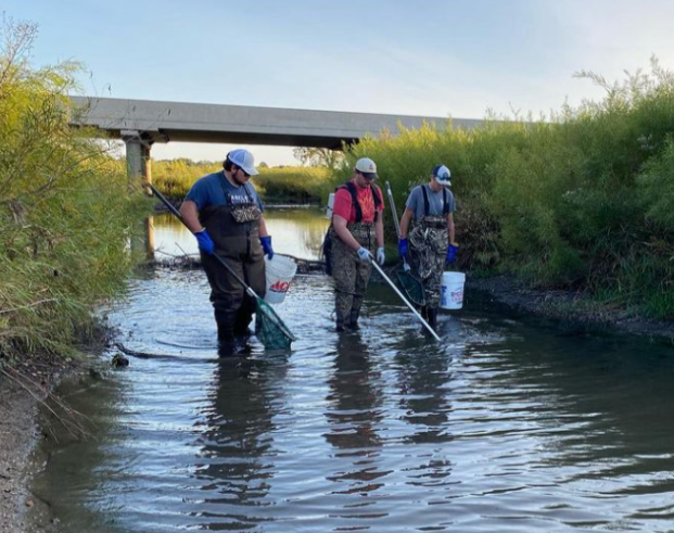 Three AFS members are scooping the shallow water with electrofishing nets.