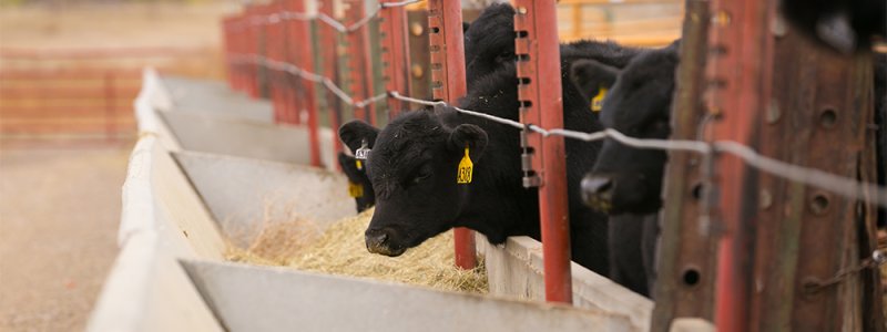 image of beef cattle feeding 