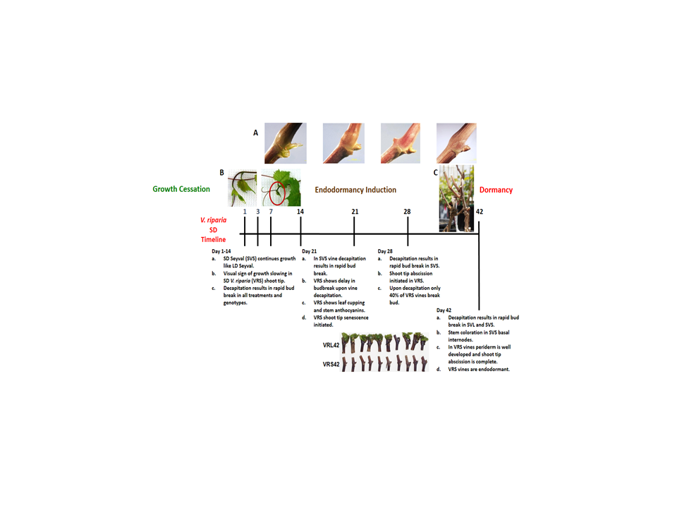 Short day transcriptomic programming during induction of dormancy in grapevine