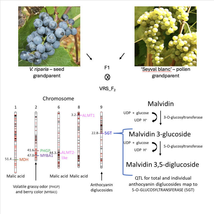 Grape Berry Enological Traits and Candidate Genes chart
