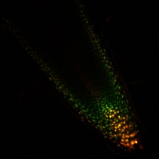 Soybean root tip showing relative auxin (green) and cytokinin (red) outputs.