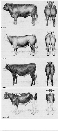 How is beef graded?