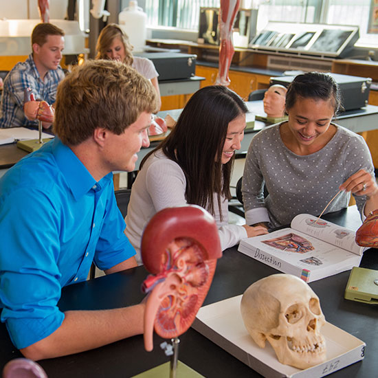 Students in the anatomy lab