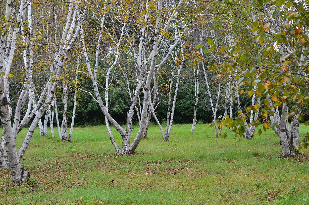 Birch Collection with its delicate, white peeling bark.