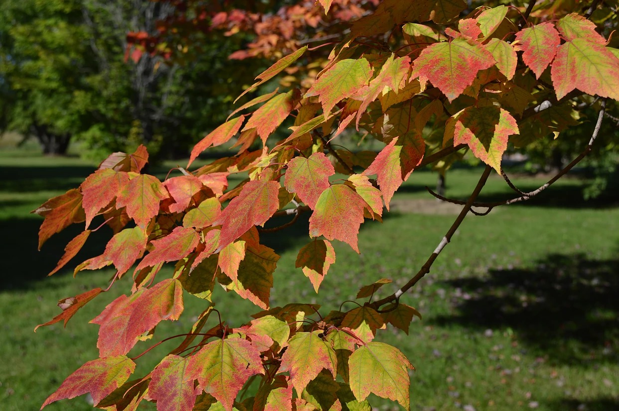 Maple Collection with brilliant fall colors