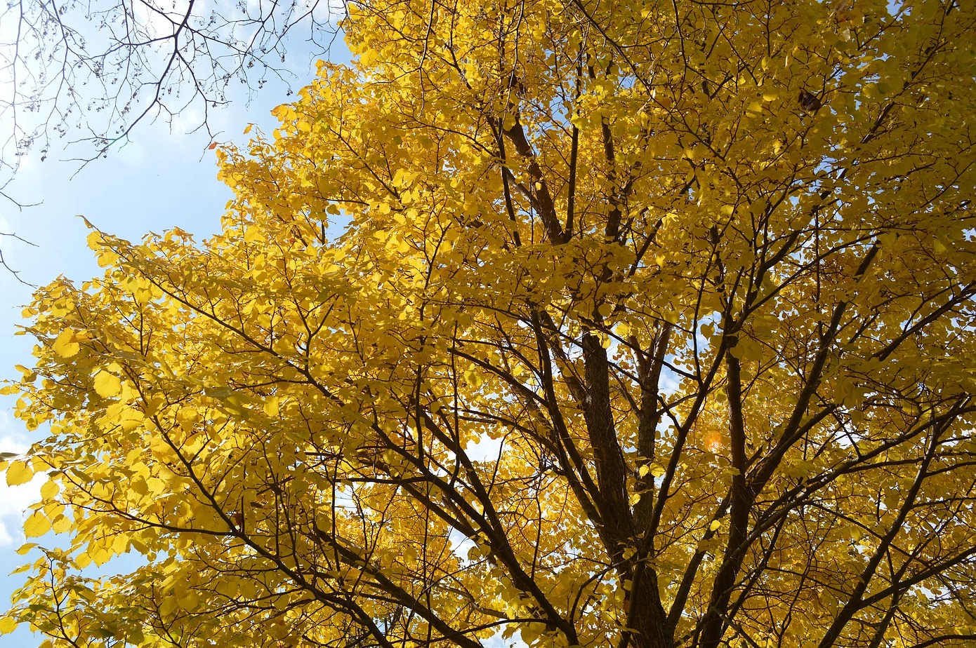 Basswood Collection with brilliant yellow leaves