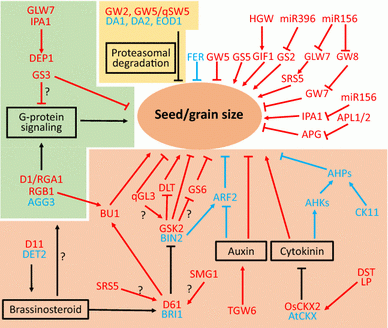 Seed / Grain size flow chart