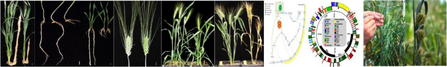 Wheat research images