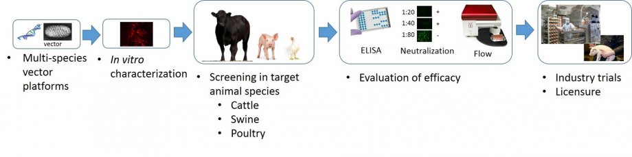 Development of viral vectored vaccine to improve animal health