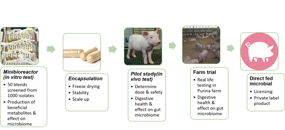 Objective 1B- Development of direct fed microbials to improve swine health
