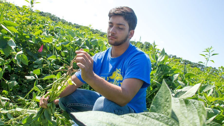 "Kaleb Parajuli counts soybean nodules as part his summer research project."