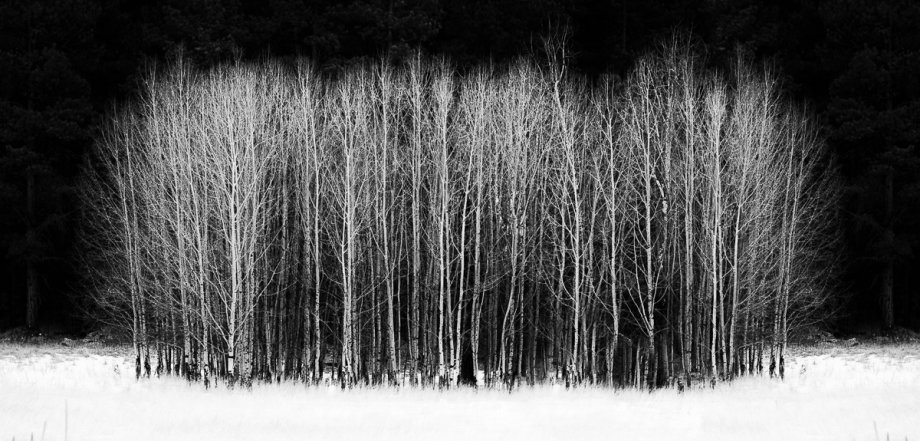 Don Kates, Stand of Aspens, 2016, photography