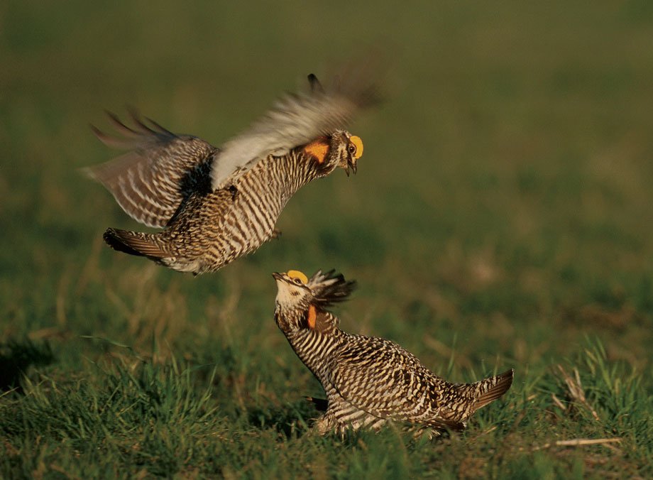 By the 1990s, the Greater Prairie Chicken, which was once abundant in Illinois, had been reduced to two isolated populations. The Illinois Department of Natural Resources rescued the dwindling populations by bringing in prairie chickens from Minnesota, Kansas and Nebraska. 