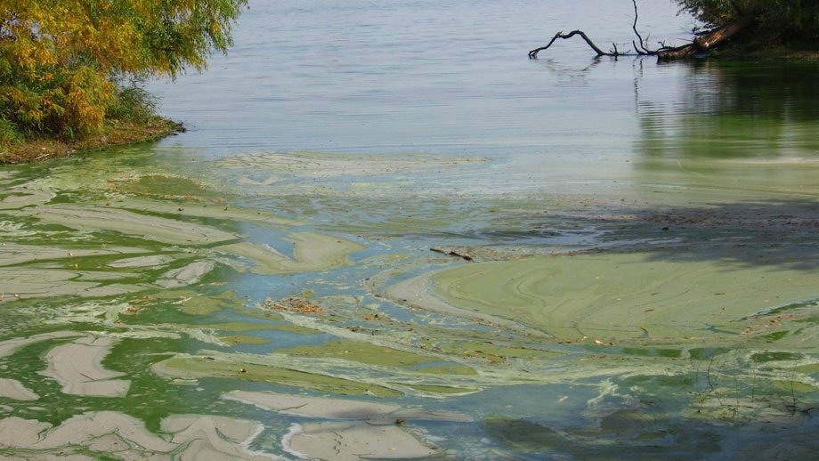 algal blooms on Lake Mitchell