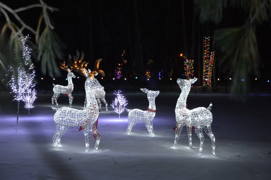 lighted deers at Garden Glow