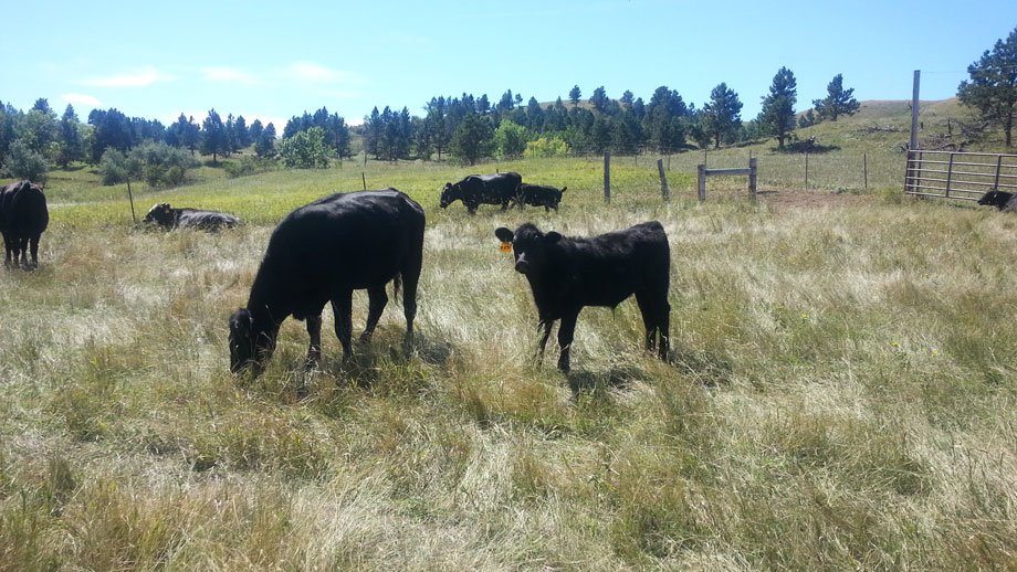 Newswise: Intensively managing grazing can increase profits, improve environment