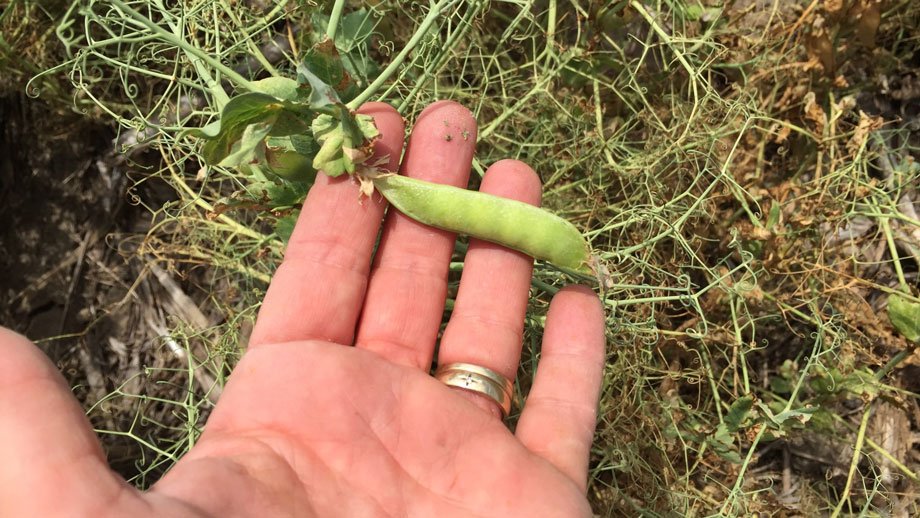 hand holding a pea pod with pea plants in the background