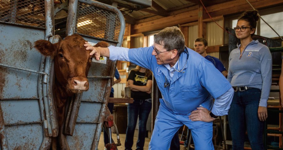 vet inspects cow with students