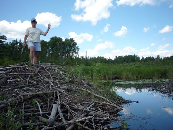 Carol Johnston, who won an award from the International Association for Landscape Ecology, stands on a beaver lodge in a northern Minnesota wetland.