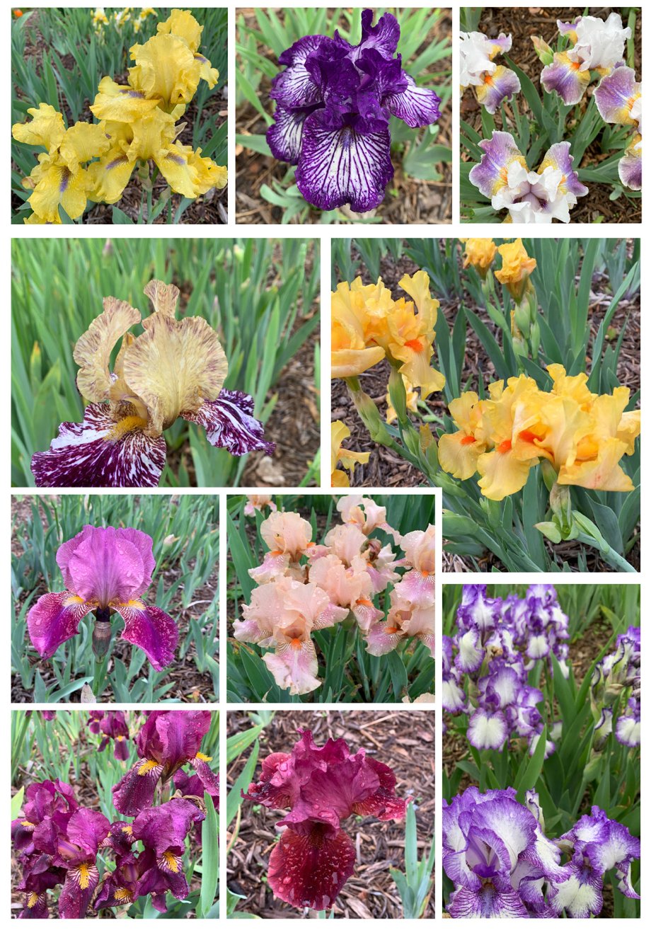 Iris Garden In full bloom 