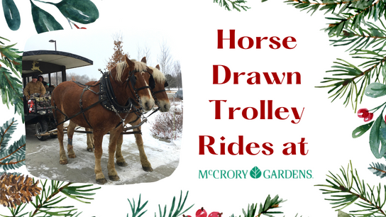 Horse Drawn Trolley Rides at McCrory Gardens 