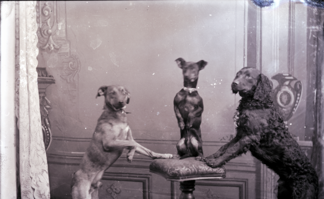 From the Frank Ross Glass Plate Negatives Collection is an image of three dogs posed around a stool.