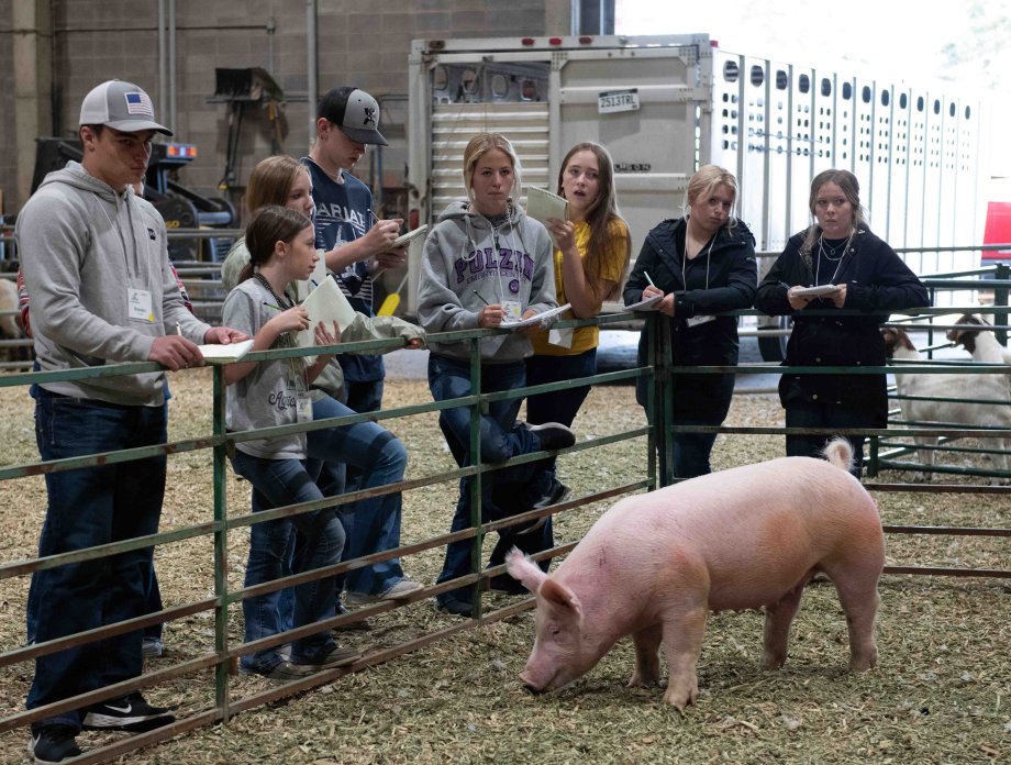 Livestock Camp attendees with pigs