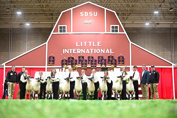 Students exhibit sheep at the 100th Little International.