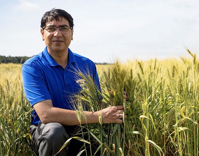 Sunish Sehgal shown in a wheat field.