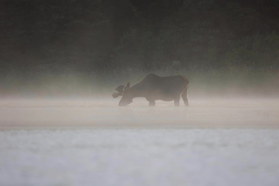Moose in the mist