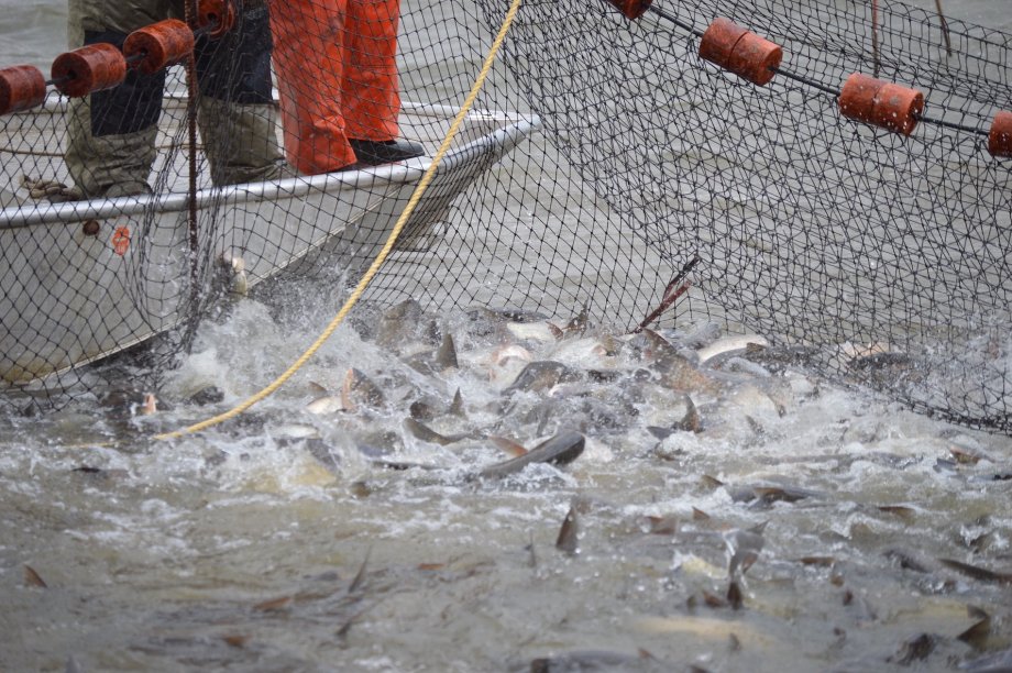 Invasive carp continue to be an ongoing threat to South Dakota's waters