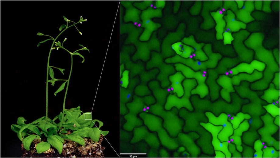 Improved regulation of transpiration through stomatal pore size and aperture would improve yields in severe environments. 