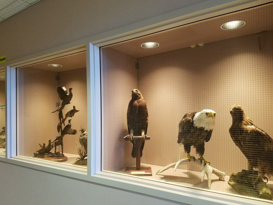 Hallway: taxidermy birds2