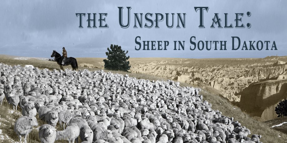 The Unspun Tale: Sheep in South Dakota