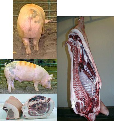 Swine Practice Number 4 Picture
