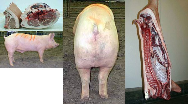 Swine Practice Number 5 Picture