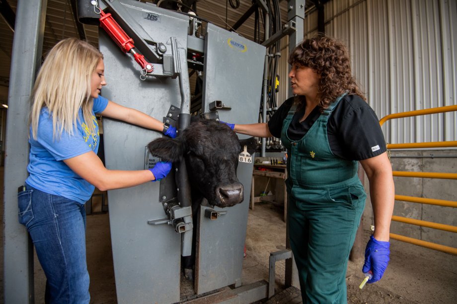 "Student and vet looking at cow in chute"