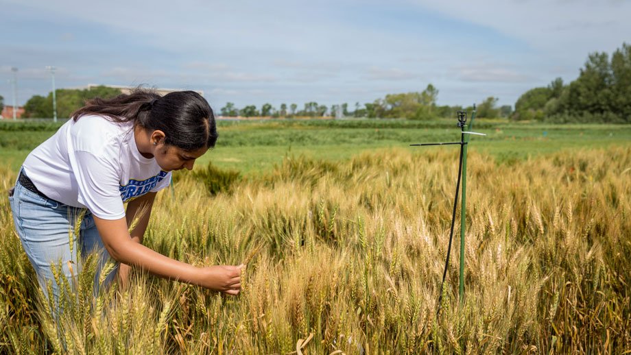 Navreet Brar examines wheat for scab resistance