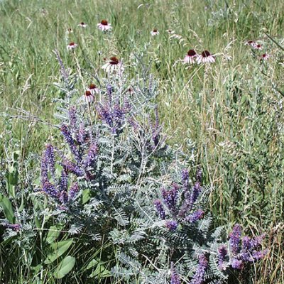 Prairie flowers and grass