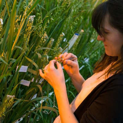 Biological Sciences (Ph.D.) - Plant Science Specialization - crossing oats in a lab.