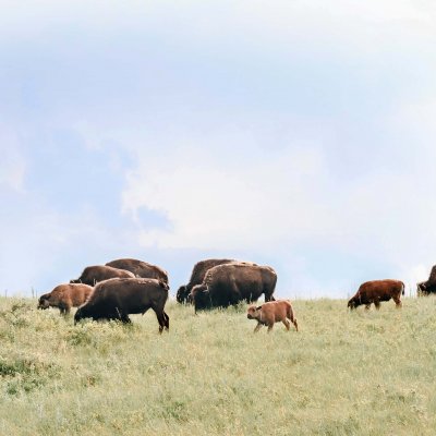 bisons on the prairie