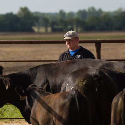 image of man with beef cattle