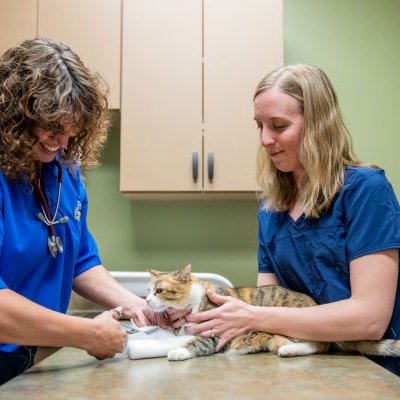 Veterinarian bandaging cat while technician restrains cat. 