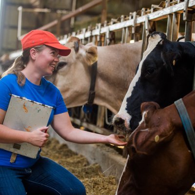 A student with a clipboard working with cattle during a research.