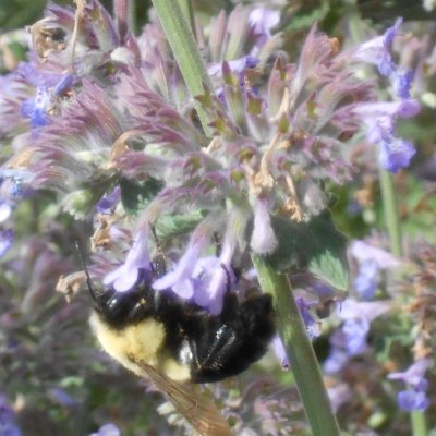 A bee upside down feeding on a grove of small purple flowers.