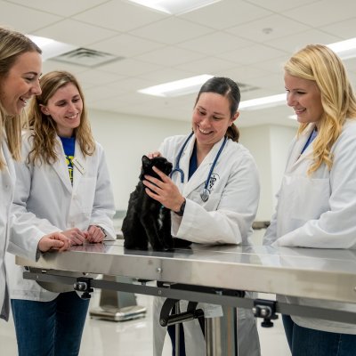A veterinarian examines a cat with three students watching.