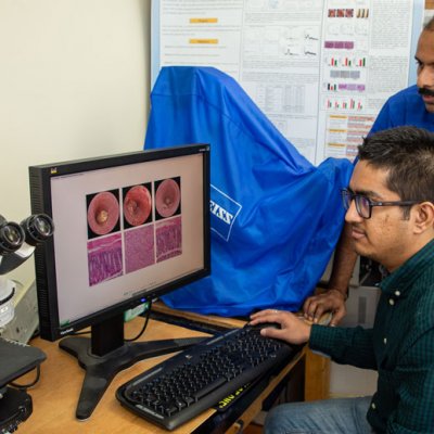 Doctoral student Siddharth Kesharwani, left, and Associate Professor of Pharmaceutical Sciences Hemachand Tummala examine images of the colons of mice 