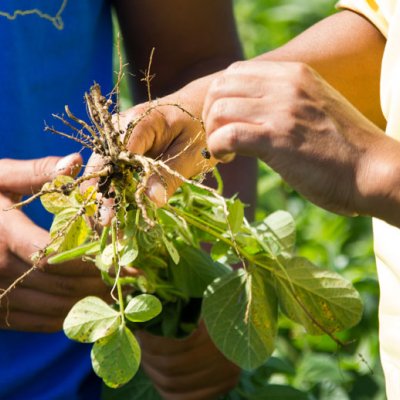 hands examining soybean roots