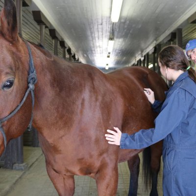 Student and vet looking at horse.
